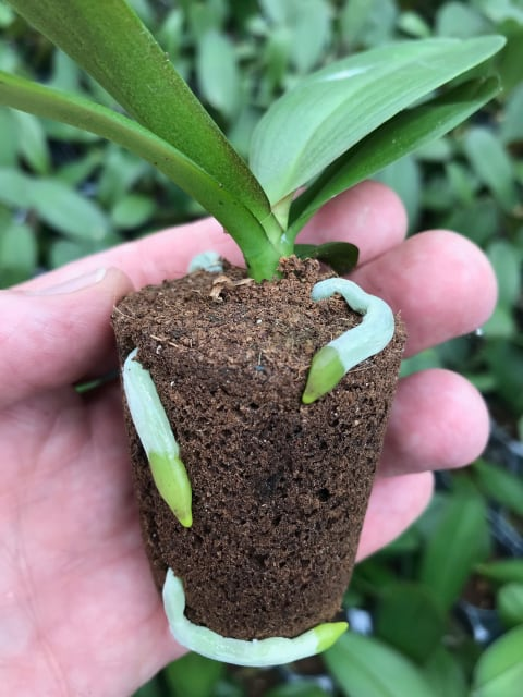 root growth Organic Shapes A young plant in an Organic Shapes biobased substrate plug, with healthy white roots growing through the plug